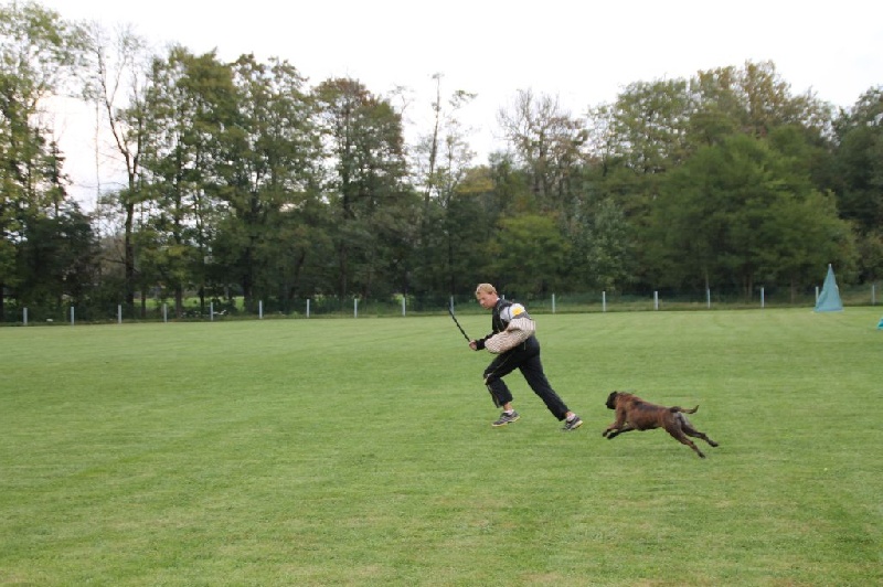 Grany smith des Tendres Rebels - 286 pts Mention Excellent