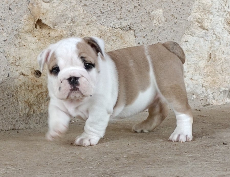 Chiot N°5