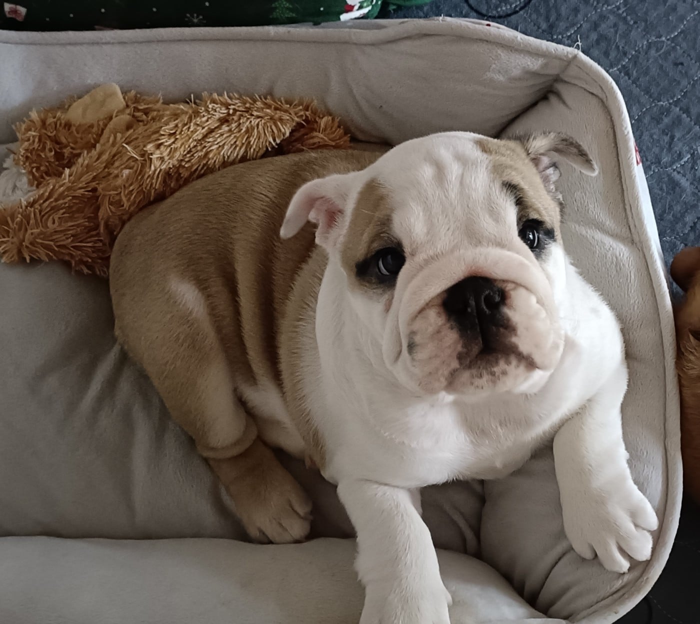 Chiot N°5