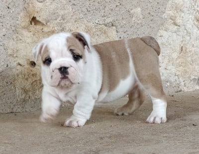 Les chiots de Bulldog Anglais