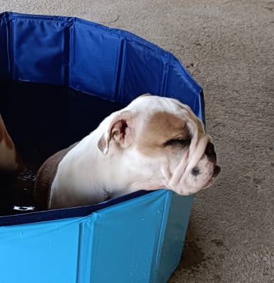Les chiots de Bulldog Anglais