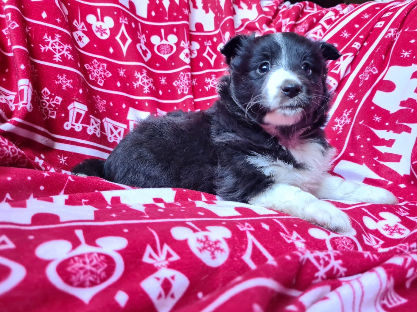 Shetland Sheepdog - Du vent des moissons