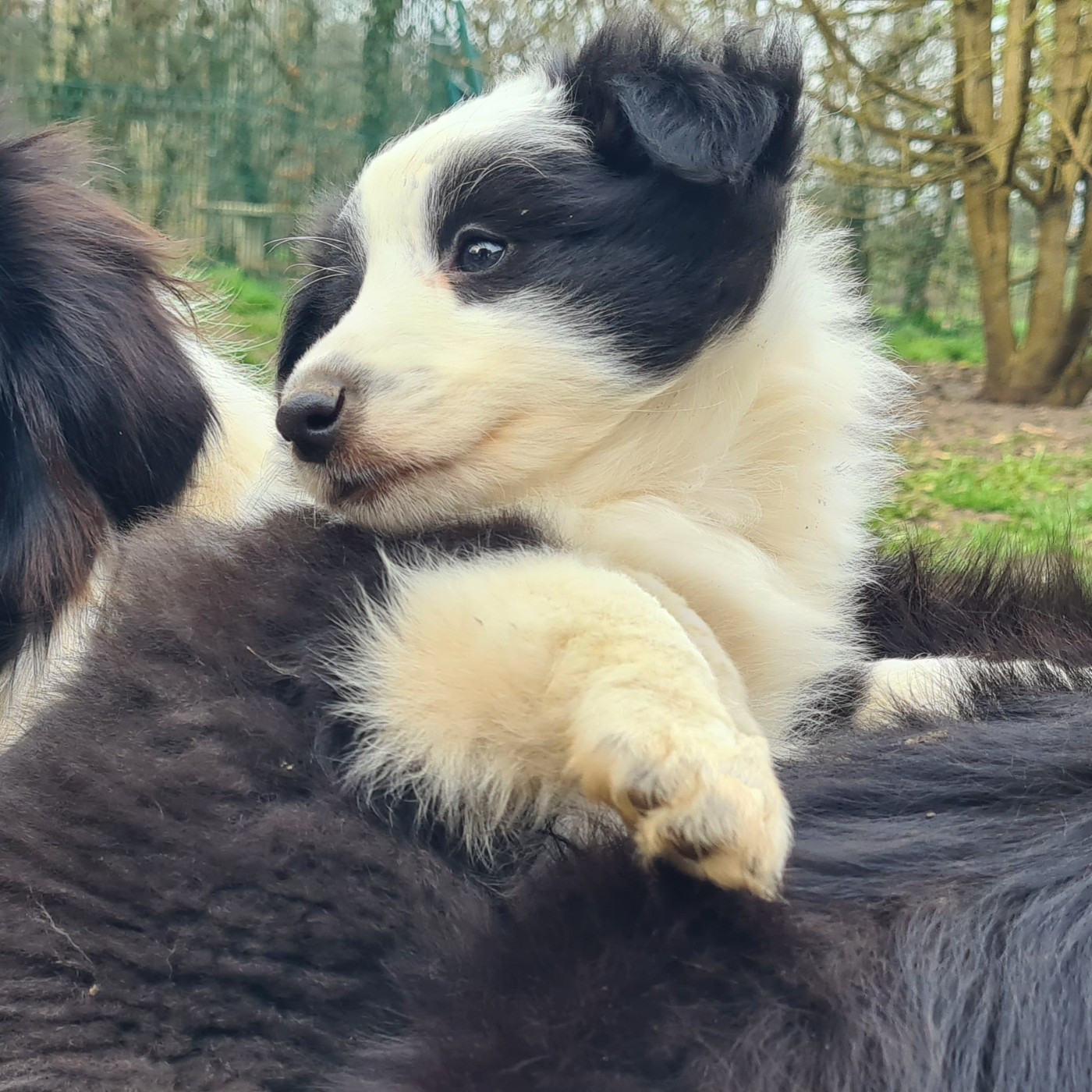 Shetland Sheepdog - Du vent des moissons