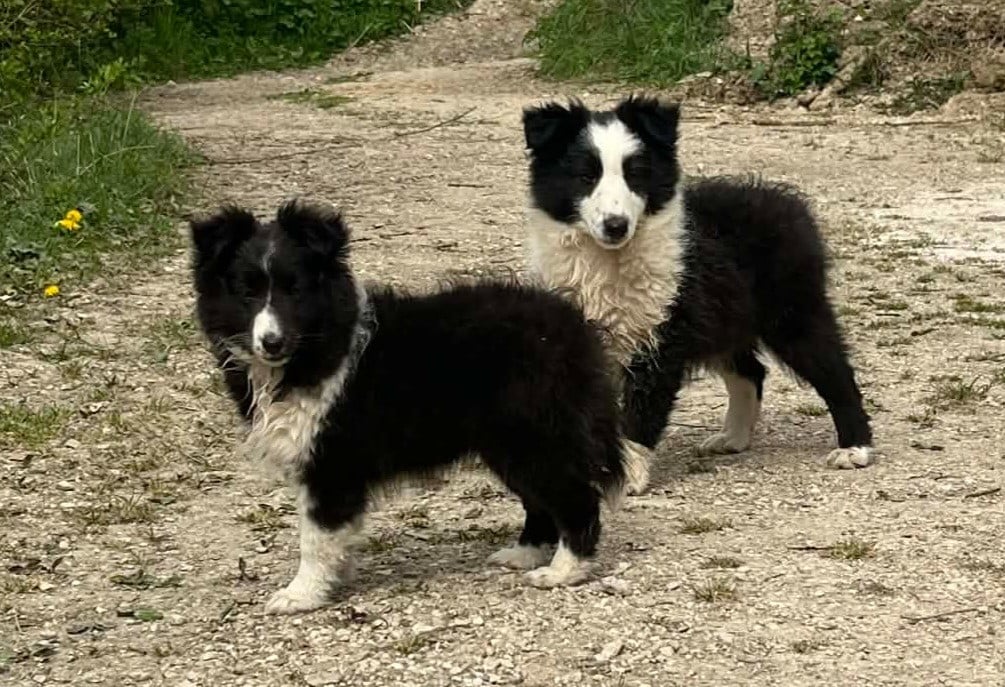 Shetland Sheepdog - Du vent des moissons