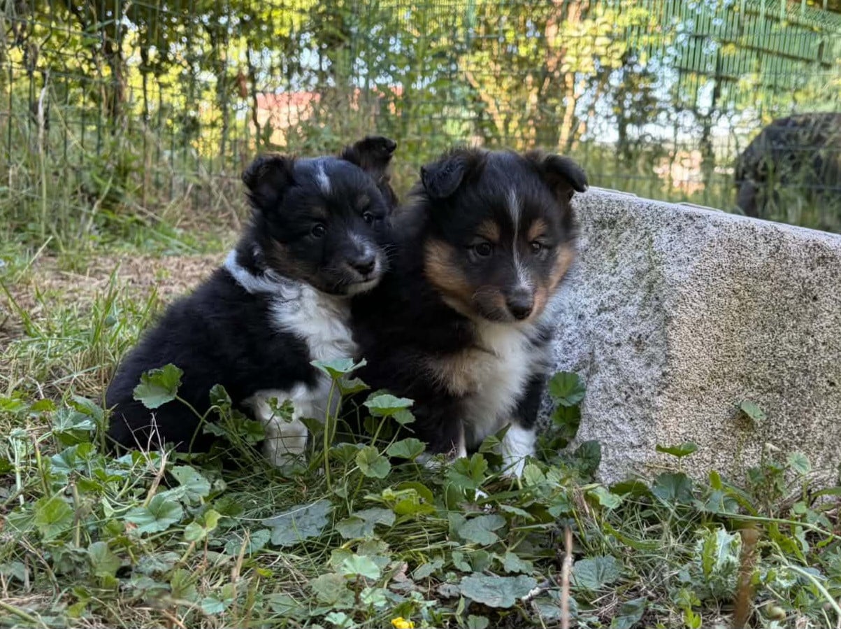 Shetland Sheepdog - Du vent des moissons