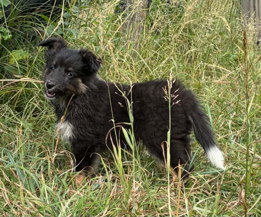 Shetland Sheepdog - Du vent des moissons