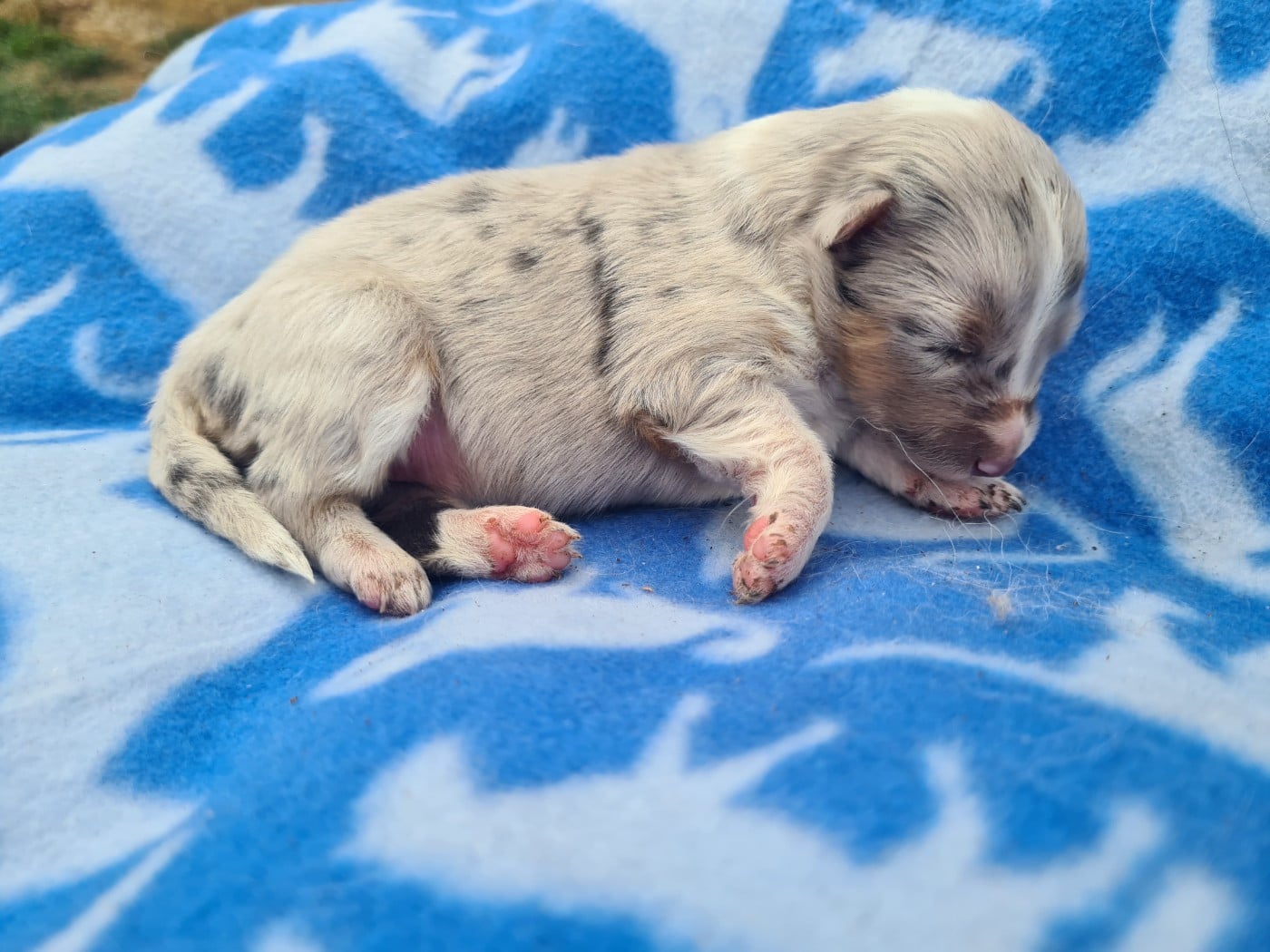 Fem bleu Fauve blanc