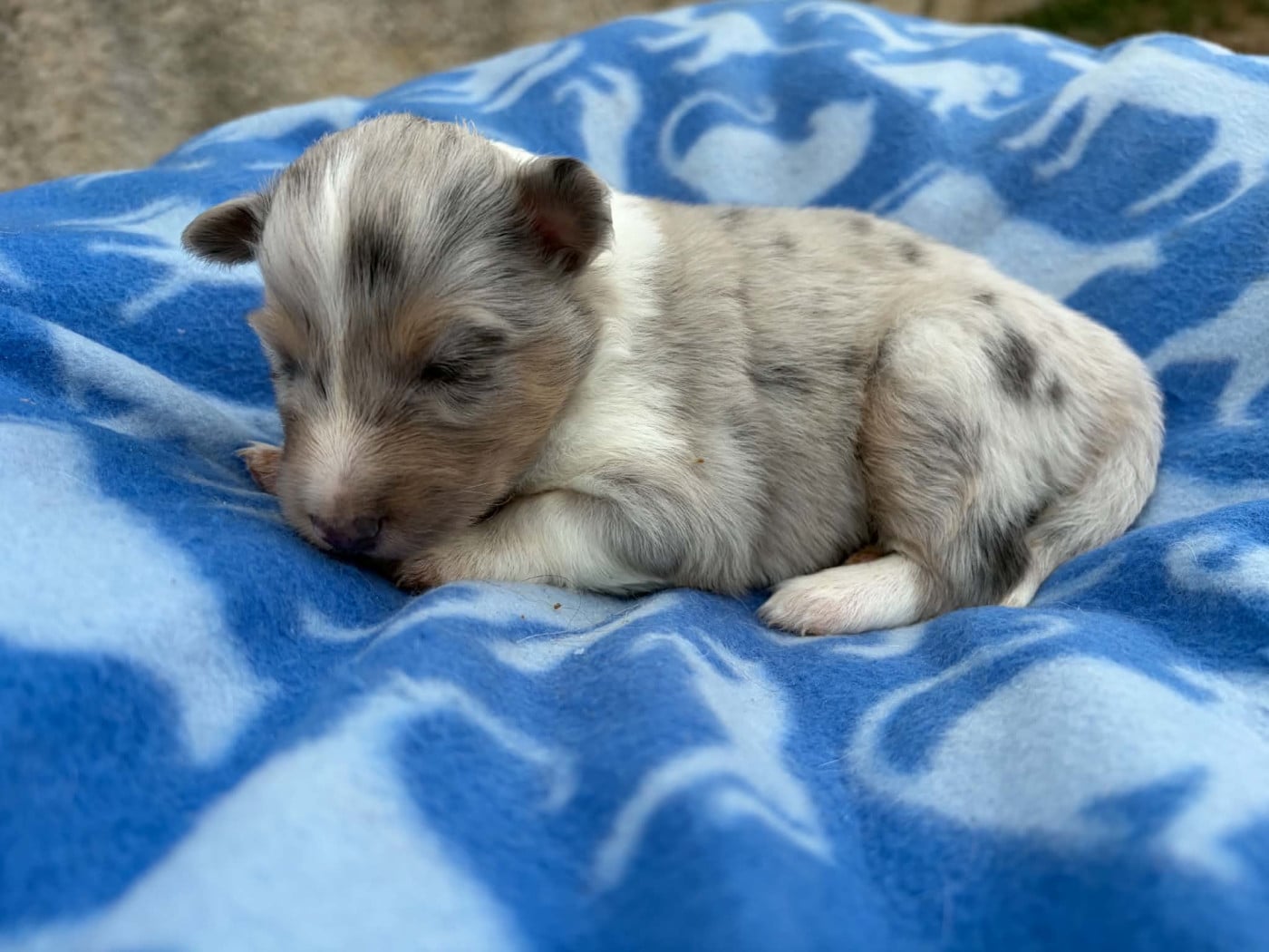 Fem bleu Fauve blanc