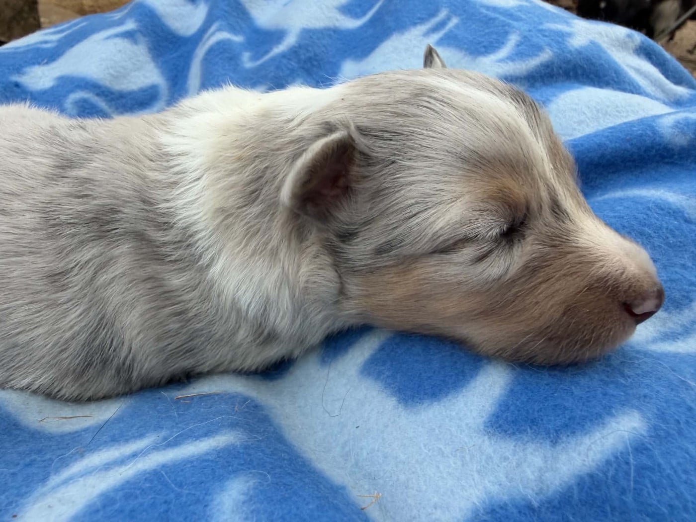 Fem bleu Fauve blanc