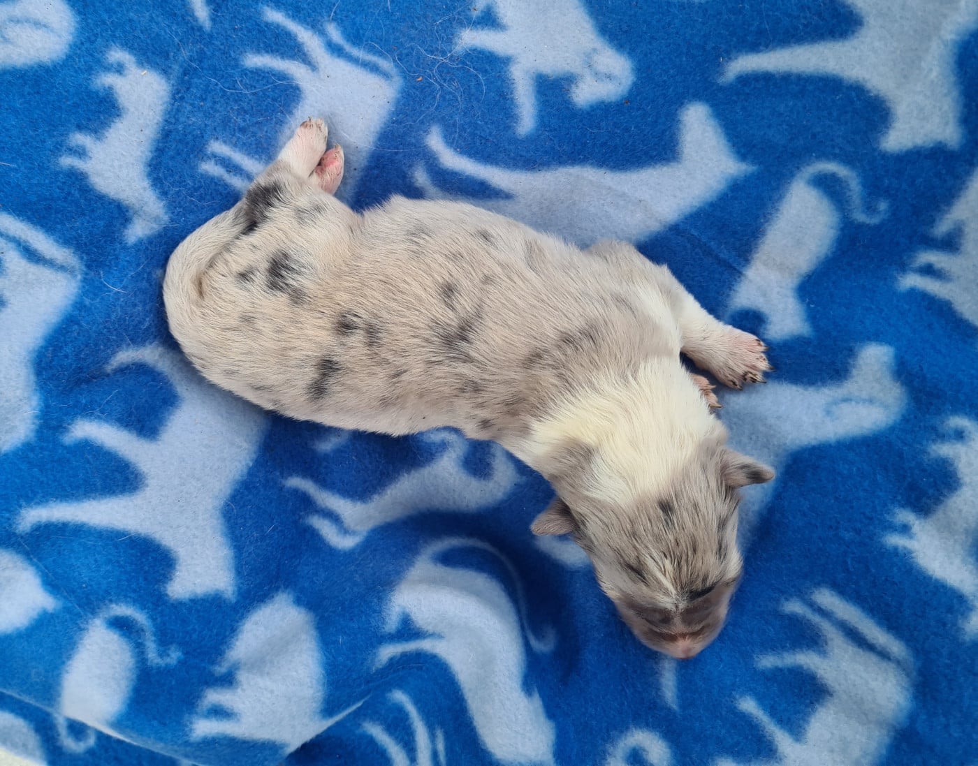 Fem bleu Fauve blanc