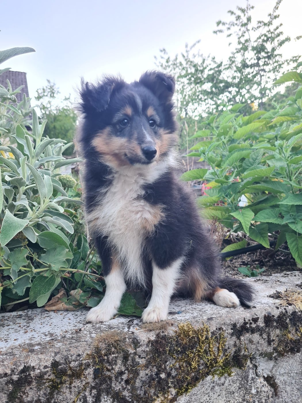 Shetland Sheepdog - Du vent des moissons