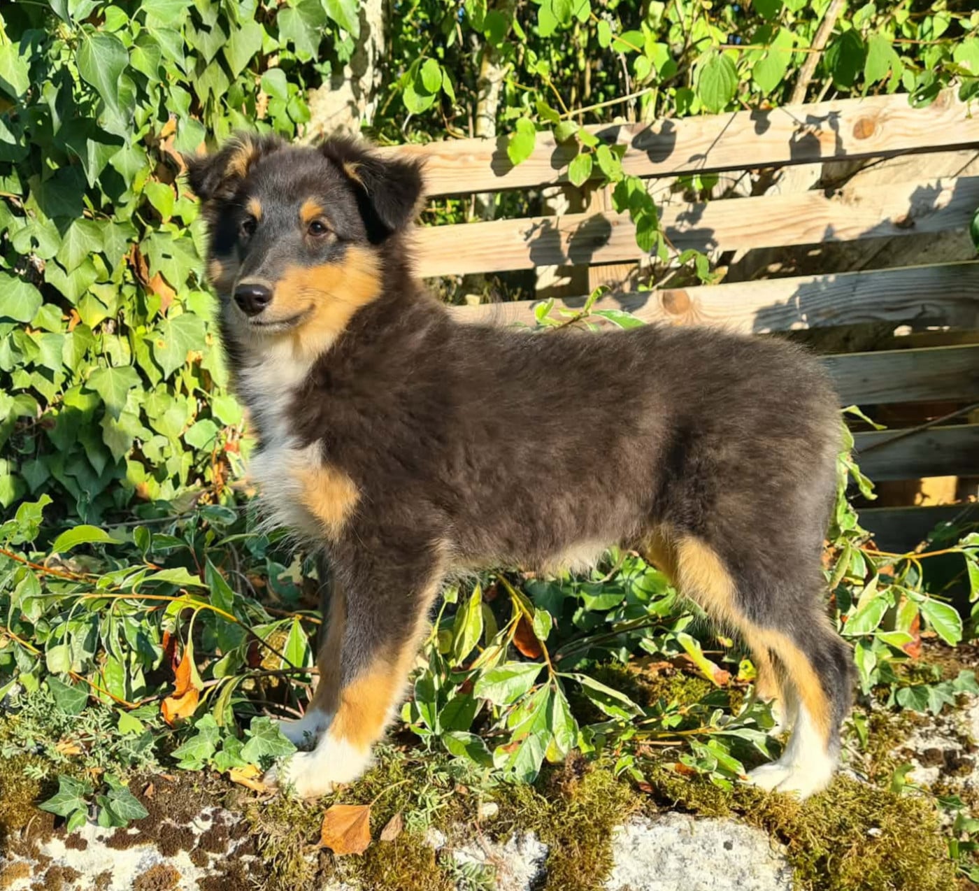 Shetland Sheepdog - Du vent des moissons