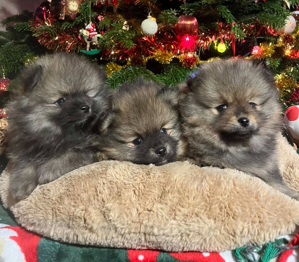 Spitz allemand - Du vent des moissons