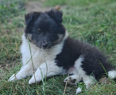 Les chiots de Shetland Sheepdog