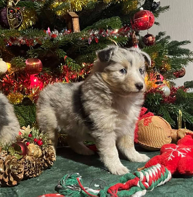 Les chiots de Shetland Sheepdog