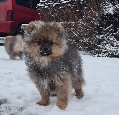 Les chiots de Spitz allemand