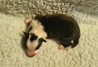 Les chiots de Shetland Sheepdog