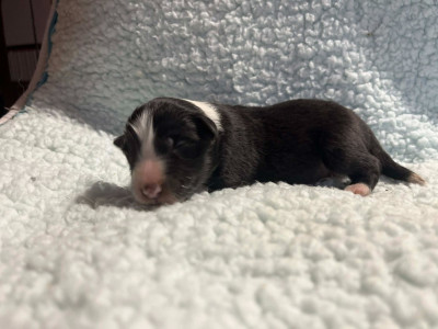 Les chiots de Shetland Sheepdog
