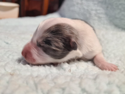 Les chiots de Shetland Sheepdog