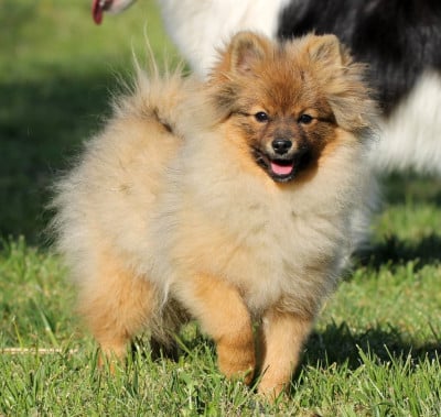 Les chiots de Spitz allemand