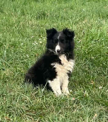 Les chiots de Shetland Sheepdog