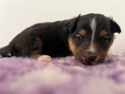Les chiots de Shetland Sheepdog