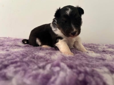 Les chiots de Shetland Sheepdog