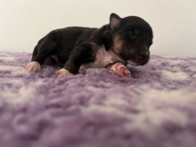 Les chiots de Shetland Sheepdog