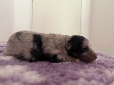 Les chiots de Shetland Sheepdog