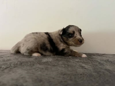 Les chiots de Shetland Sheepdog