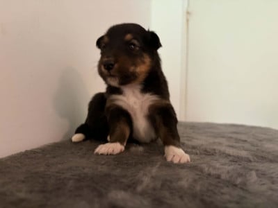 Les chiots de Shetland Sheepdog