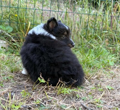 Les chiots de Shetland Sheepdog