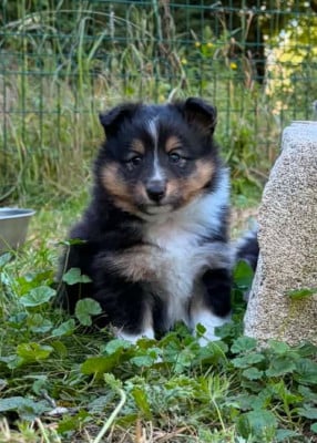 Shetland Sheepdog