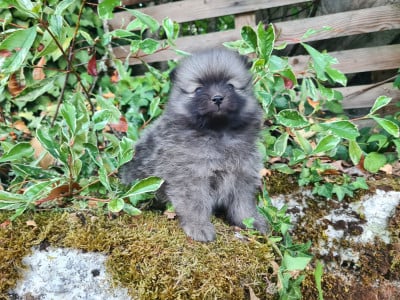 Les chiots de Spitz allemand
