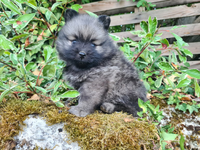 Les chiots de Spitz allemand