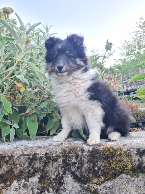 Les chiots de Shetland Sheepdog