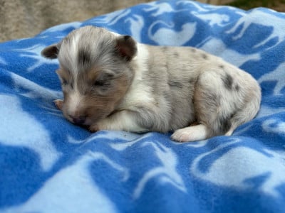 Les chiots de Shetland Sheepdog
