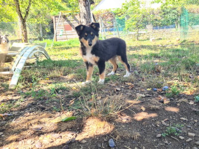 Les chiots de Shetland Sheepdog
