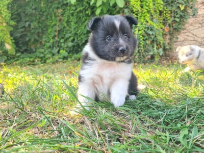 Les chiots de Shetland Sheepdog