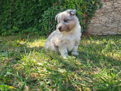 Les chiots de Shetland Sheepdog