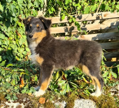 Les chiots de Shetland Sheepdog