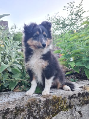 Les chiots de Shetland Sheepdog