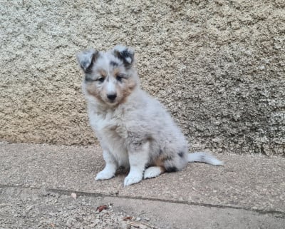 Les chiots de Shetland Sheepdog