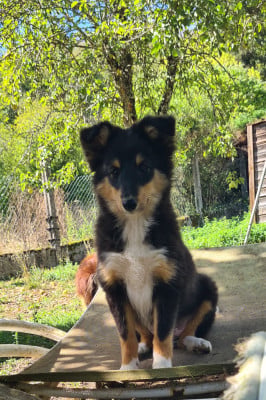 Les chiots de Shetland Sheepdog