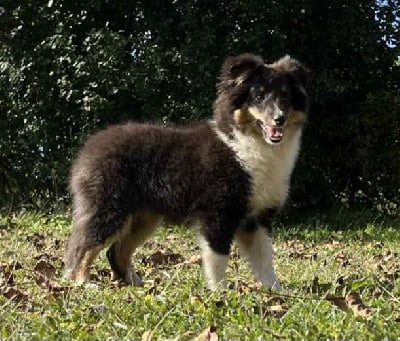 Les chiots de Shetland Sheepdog