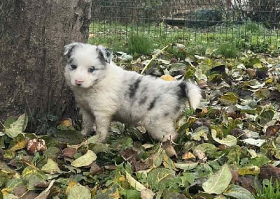 Les chiots de Border Collie