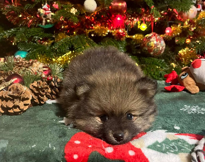 Les chiots de Spitz allemand