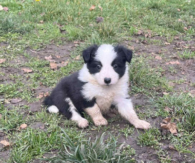Les chiots de Border Collie