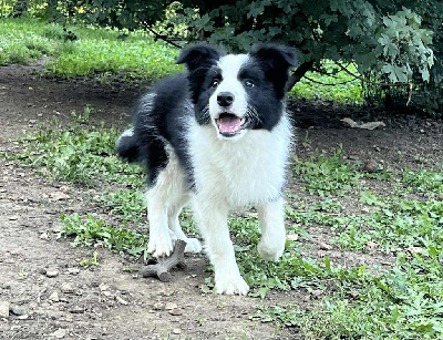 Les chiots de Border Collie