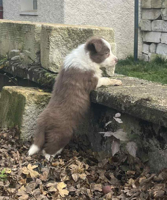 Les chiots de Border Collie